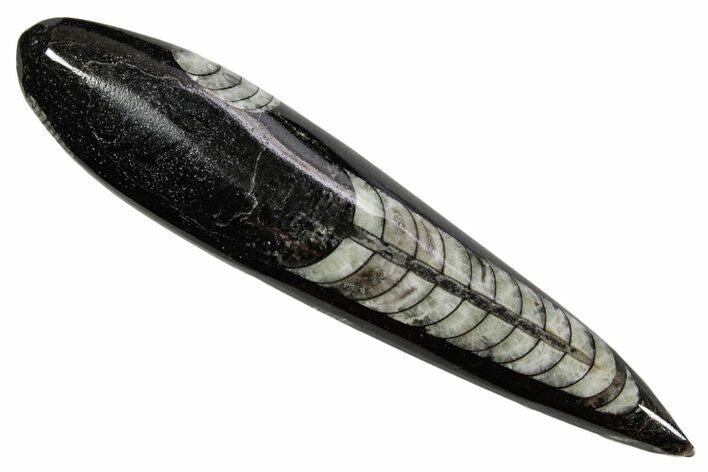 Polished Fossil Orthoceras (Cephalopod) - Morocco #363838